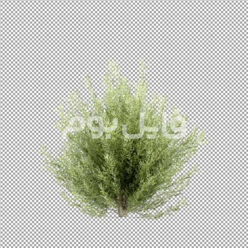 تصویر بدون پس زمینه بوته گیاه – کد 29