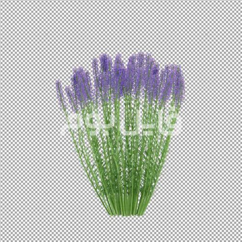تصویر بدون پس زمینه گل اسطوخودوس – کد 107