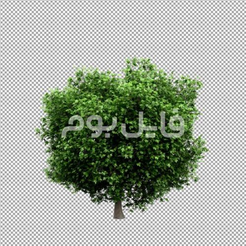 تصویر بدون پس زمینه درخت | کد 101