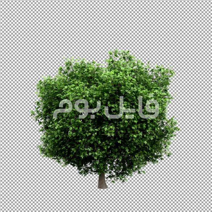 تصویر بدون پس زمینه درخت – کد 101