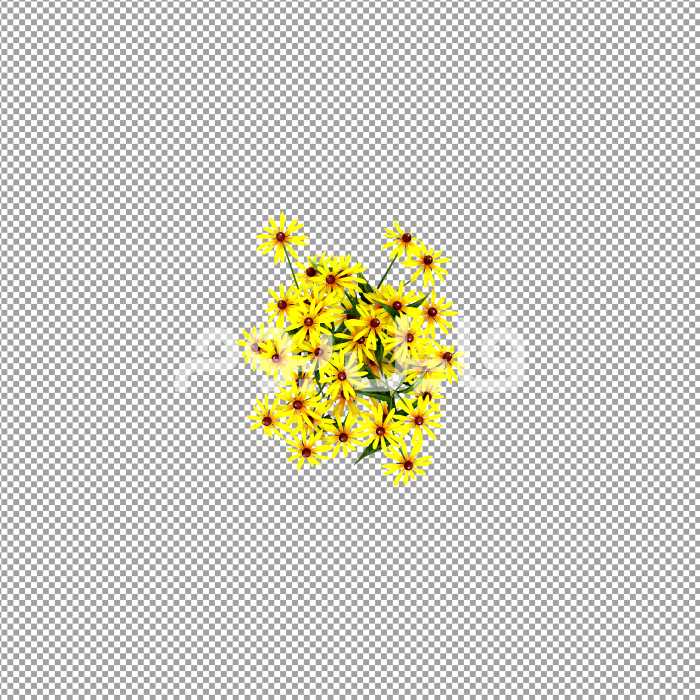 تصویر بدون پس زمینه گل کوکب کوهی – کد 103