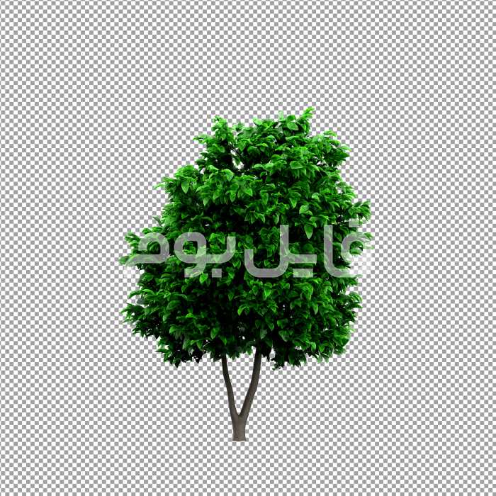 تصویر بدون پس زمینه درخت | کد 94