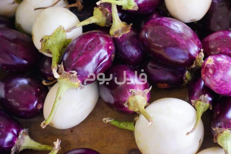 25 عکس استوک بادمجان