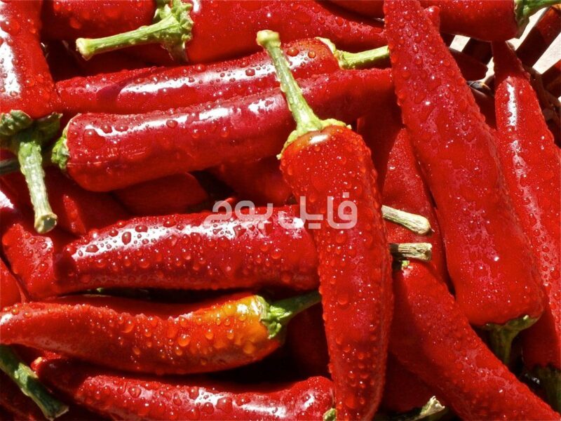 37 عکس استوک فلفل چیلی