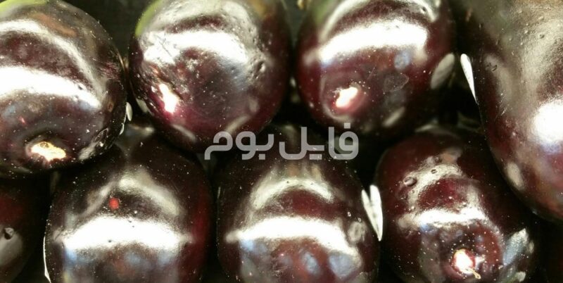 25 عکس استوک بادمجان