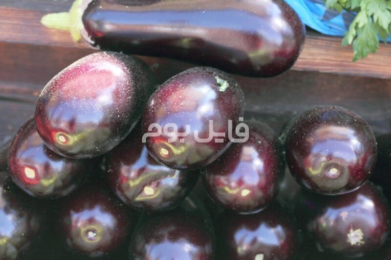 25 عکس استوک بادمجان