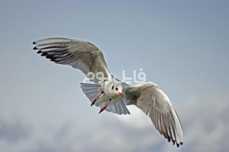 27 عکس استوک مرغ دریایی