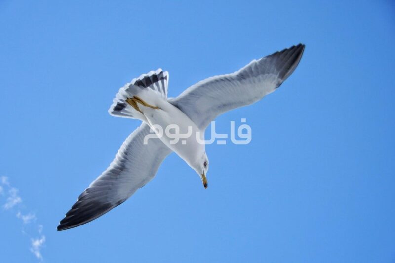 27 عکس استوک مرغ دریایی