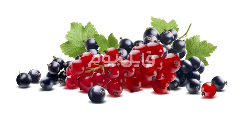 25 عکس استوک میوه جات تازه